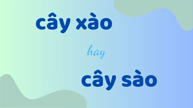 Cây xào hay cây sào và cách phân biệt chính tả thường gặp trong tiếng Việt