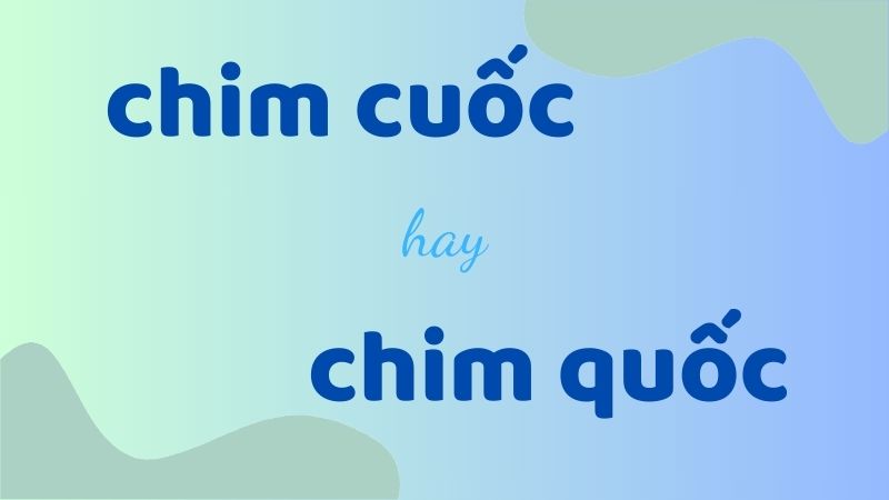 Cách viết đúng chim cuốc hay chim quốc và những lỗi thường gặp trong tiếng Việt